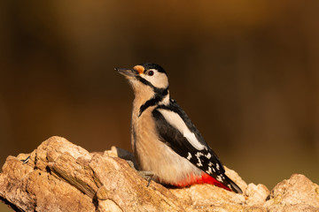 gros plan pic-épeiche