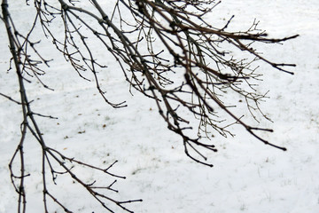 Fototapeta na wymiar Ramas en la nieve