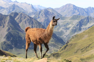 Lama in den Pyrenäen