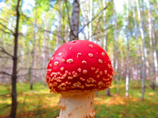fly agaric