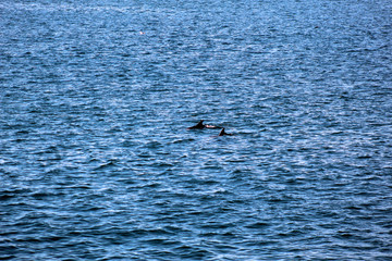 Naklejka premium Dolphin Swimming With Its Offspring