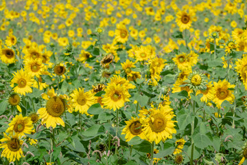 sunflowers farm with yellow flowers