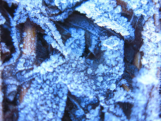 frost patterns on the grass close up in autumn