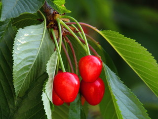 ripe red cherries on the tree