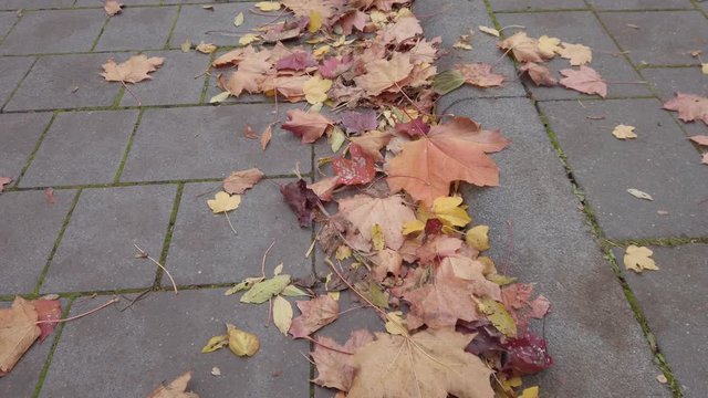 Defoliation autumnal time, fallen leaves are lying on the paved sidewalk