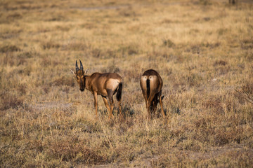 Kuhantilopen im Etoscha Nationalpark