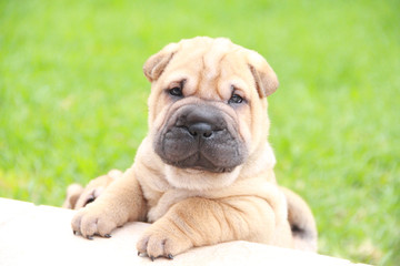 shar pei puppy