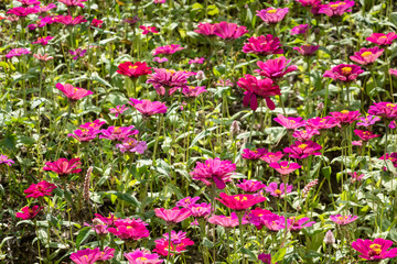 colorful cosmos flowers farm