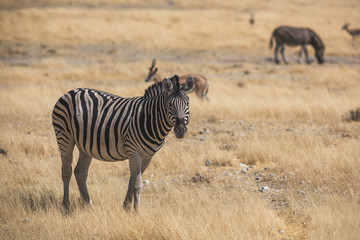 Naklejka premium Zebra im Etoscha Nationalpark