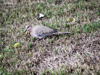 Tauben ähnlicher Vogel sucht auf einer Wiese nach Futter