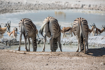 Fototapeta na wymiar Trinkende Zebras im Etoscha Nationalpark