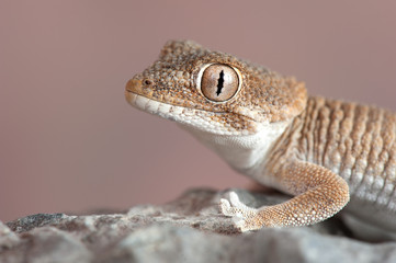 Tarentola chazaliae