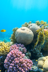 Colorful coral reef at the bottom of tropical sea, underwater landscape.