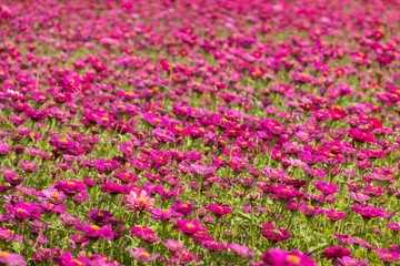 Fototapeta premium colorful cosmos flowers farm