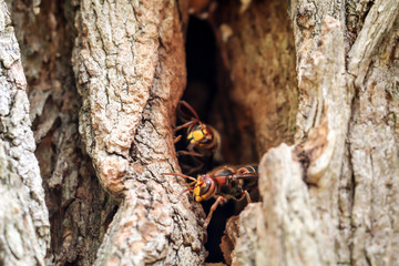 Hornissen kommen aus ihrem Bau in einem hohlen Baumstamm