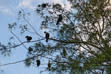 swamp birds nesting on branches