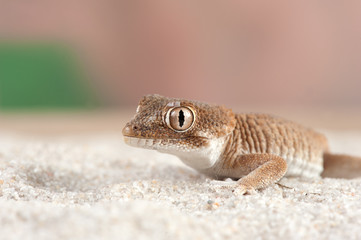 Tarentola chazaliae