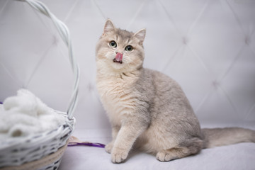 kitten scottish british cat burma munchkin animals