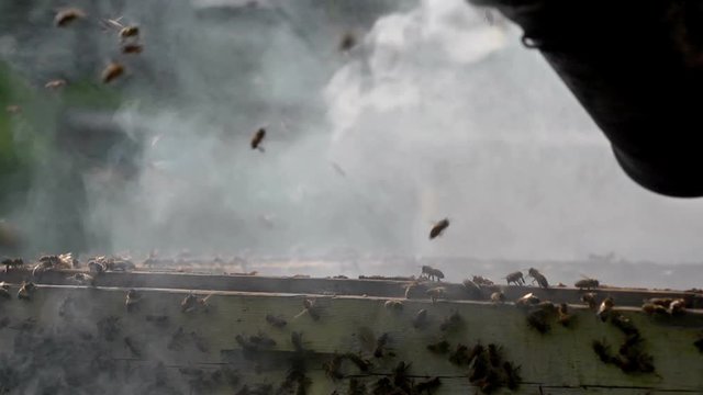 stock footage fresh honey in honeycomb