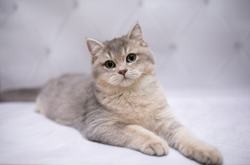 Naklejka na ściany i meble kitten scottish british cat burma munchkin animals 