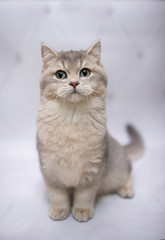 Fototapeta na wymiar kitten scottish british cat burma munchkin animals