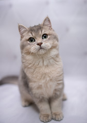 kitten scottish british cat burma munchkin animals
