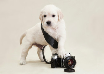a small puppy of breed Golden Retriever stands and rests its paw on the camera
