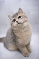 Naklejka na ściany i meble kitten scottish british cat burma munchkin animals