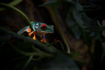 Red-Eyed Tree Frog