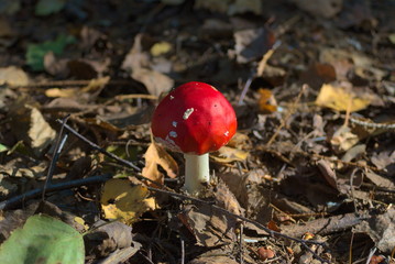Muchomór czerwony © Anna Adamczewska