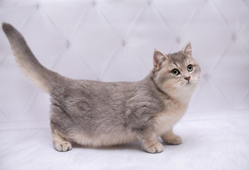 kitten scottish british cat burma munchkin animals