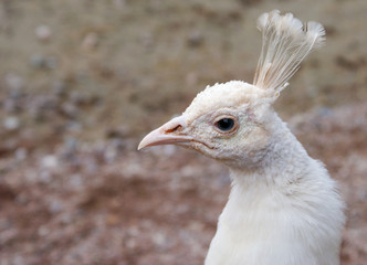 White Peacock is a little hurt in his pride