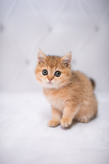 kitten scottish british cat burma munchkin animals