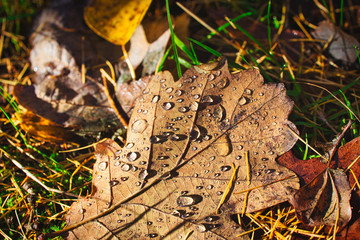 Raindrops on foliage