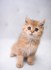 kitten scottish british cat burma munchkin animals