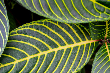 Sanchezia speciosa Leonard. Variegated green leaves with yellow veins on them, on the green backgrounds. Natural abstract wallpaper background.