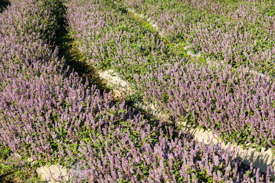 pink purple mesona flowers