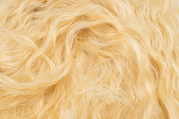 Blond wavy hair pattern. Top view.