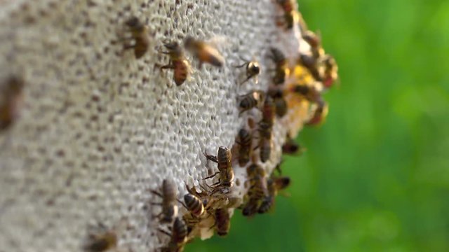 bees in the hive