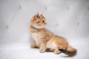 kitten Scottish British cat Burmese munchkin animals