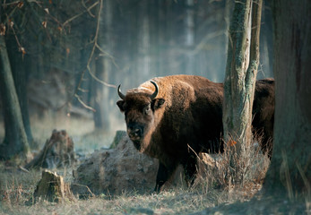 European bison in november forest - 305993469
