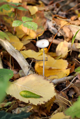 Pilz, Pilze bevölkern den Wald und erfüllen ihn mit Leben