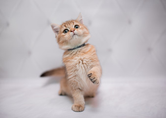 kitten scottish british cat burma munchkin animals