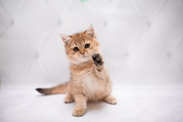 kitten scottish british cat burma munchkin animals