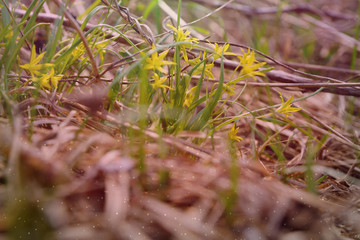 autumn leaves on grass