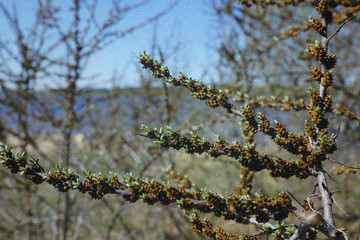 white flowers in spring