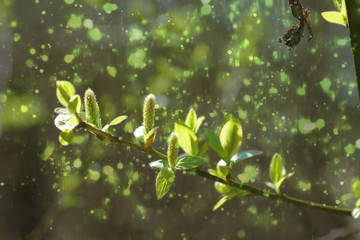green leaves of tree