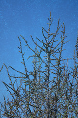 branches of a tree