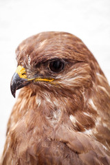 Portrait eines ausgestopften Bussard, Greifvogel