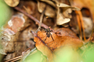 ein Makro einer raubspinne auf einem Blatt